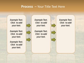 A Black And White Dog Running Across A Field PowerPoint Template