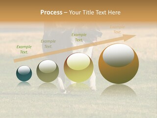 A Black And White Dog Running Across A Field PowerPoint Template