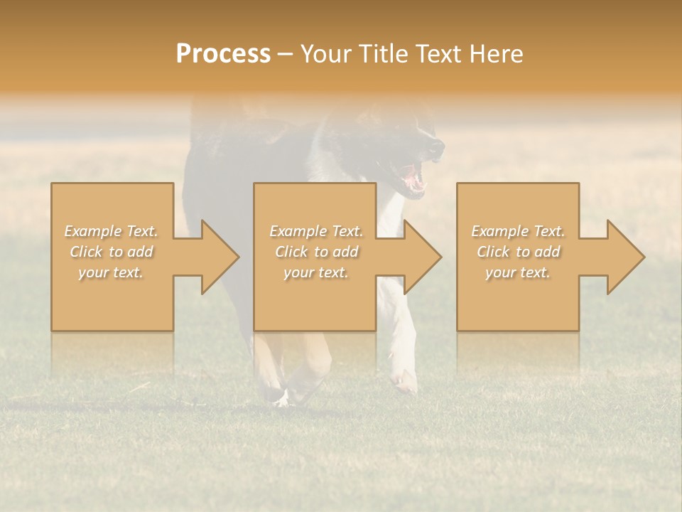 A Black And White Dog Running Across A Field PowerPoint Template