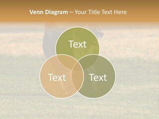 A Black And White Dog Running Across A Field PowerPoint Template