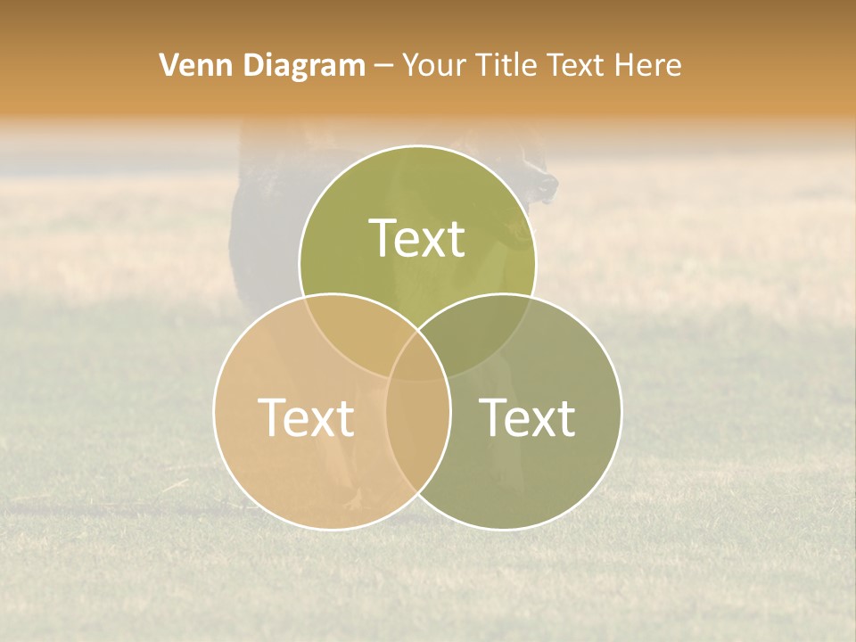 A Black And White Dog Running Across A Field PowerPoint Template