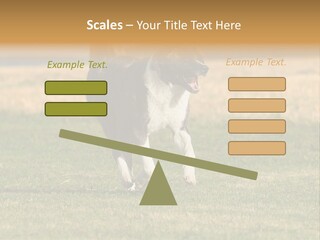 A Black And White Dog Running Across A Field PowerPoint Template