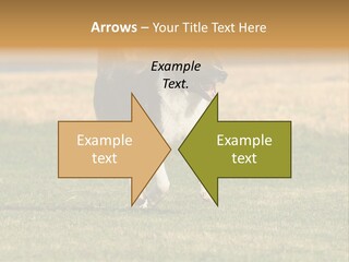 A Black And White Dog Running Across A Field PowerPoint Template