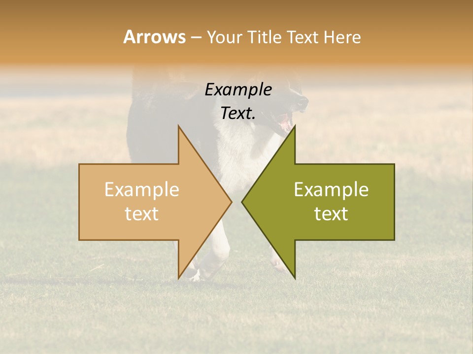 A Black And White Dog Running Across A Field PowerPoint Template