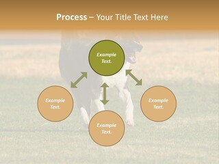 A Black And White Dog Running Across A Field PowerPoint Template