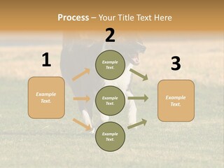 A Black And White Dog Running Across A Field PowerPoint Template