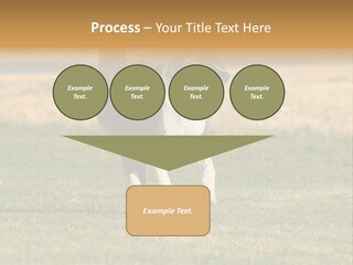 A Black And White Dog Running Across A Field PowerPoint Template