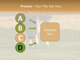 A Black And White Dog Running Across A Field PowerPoint Template