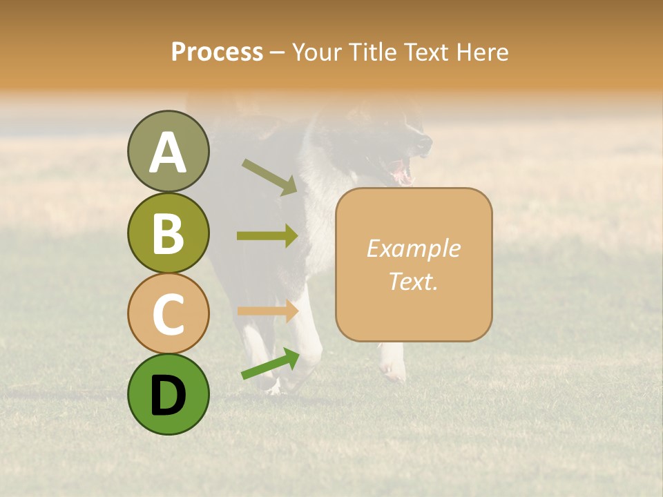 A Black And White Dog Running Across A Field PowerPoint Template
