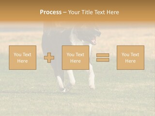 A Black And White Dog Running Across A Field PowerPoint Template
