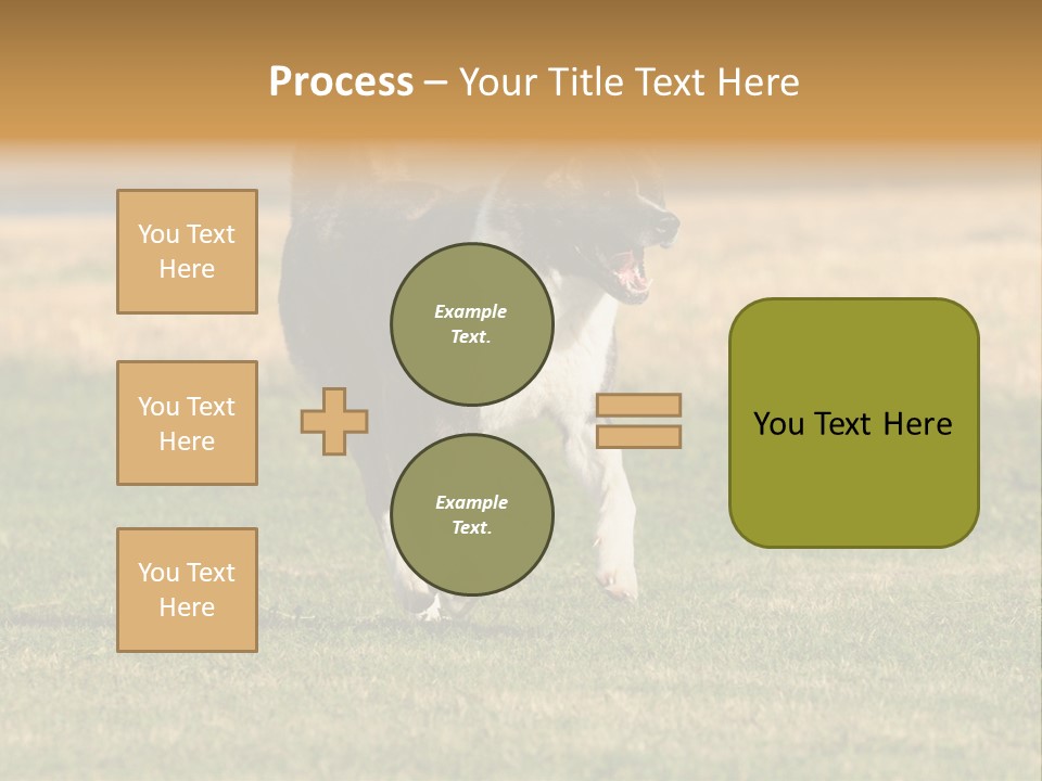 A Black And White Dog Running Across A Field PowerPoint Template
