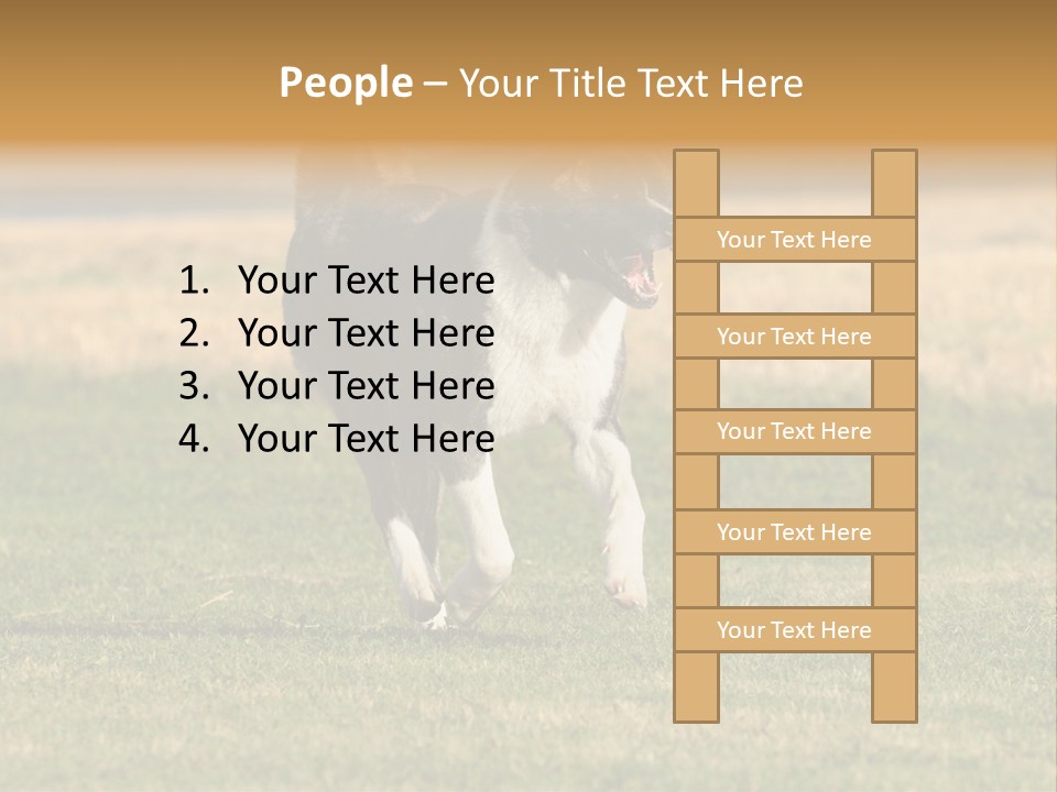 A Black And White Dog Running Across A Field PowerPoint Template