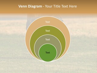 A Black And White Dog Running Across A Field PowerPoint Template