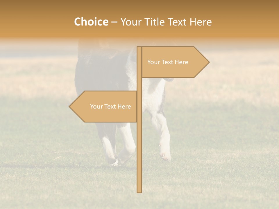 A Black And White Dog Running Across A Field PowerPoint Template