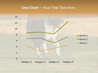 A Black And White Dog Running Across A Field PowerPoint Template