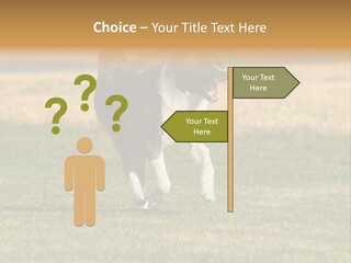 A Black And White Dog Running Across A Field PowerPoint Template