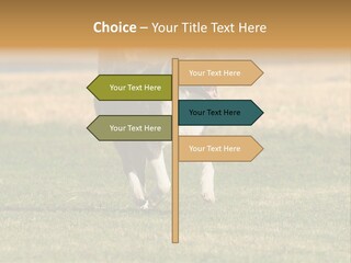 A Black And White Dog Running Across A Field PowerPoint Template