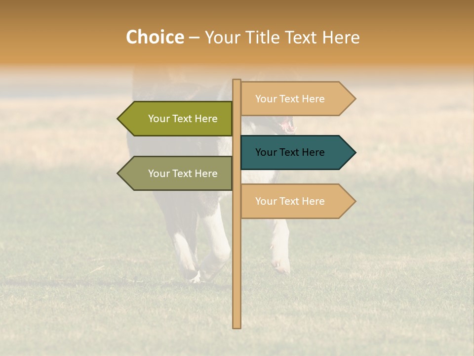 A Black And White Dog Running Across A Field PowerPoint Template