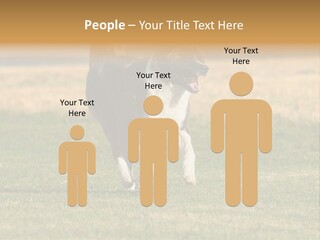 A Black And White Dog Running Across A Field PowerPoint Template