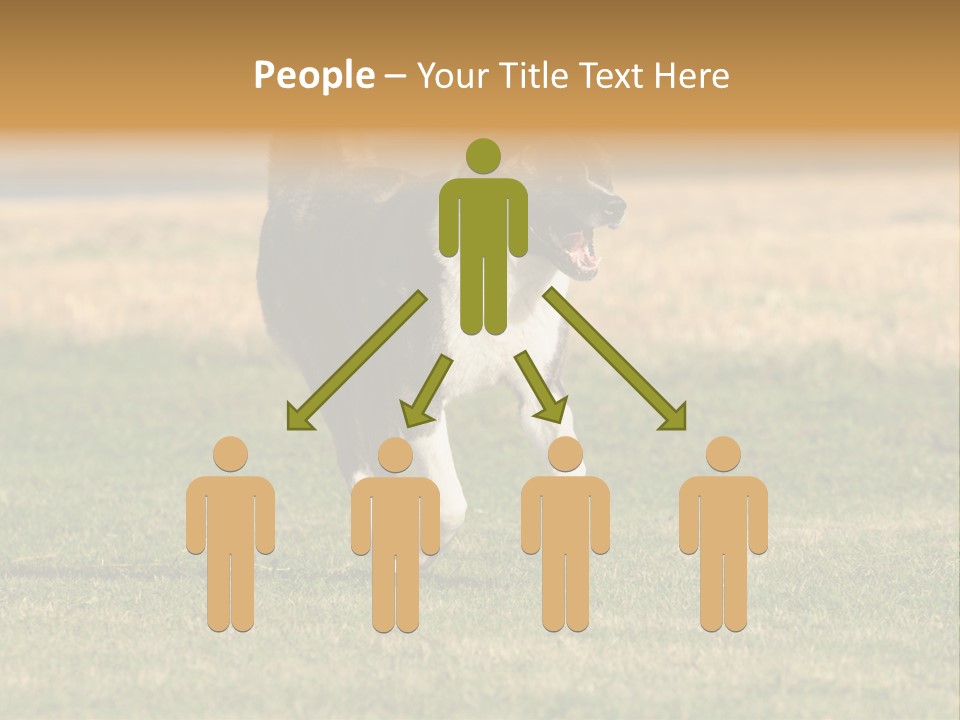 A Black And White Dog Running Across A Field PowerPoint Template