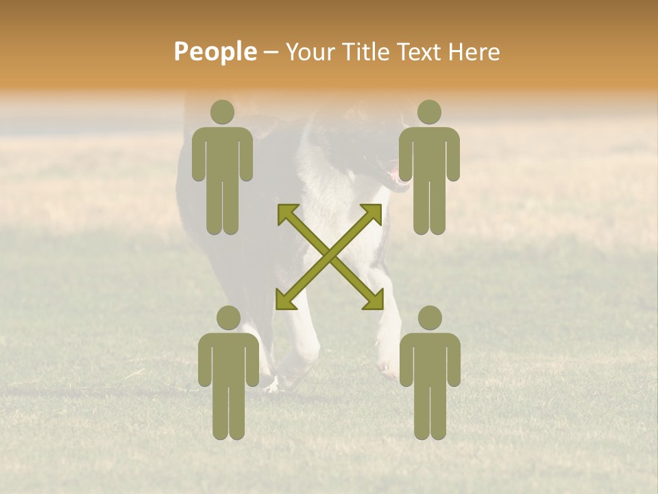 A Black And White Dog Running Across A Field PowerPoint Template