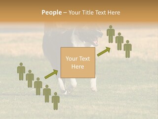 A Black And White Dog Running Across A Field PowerPoint Template