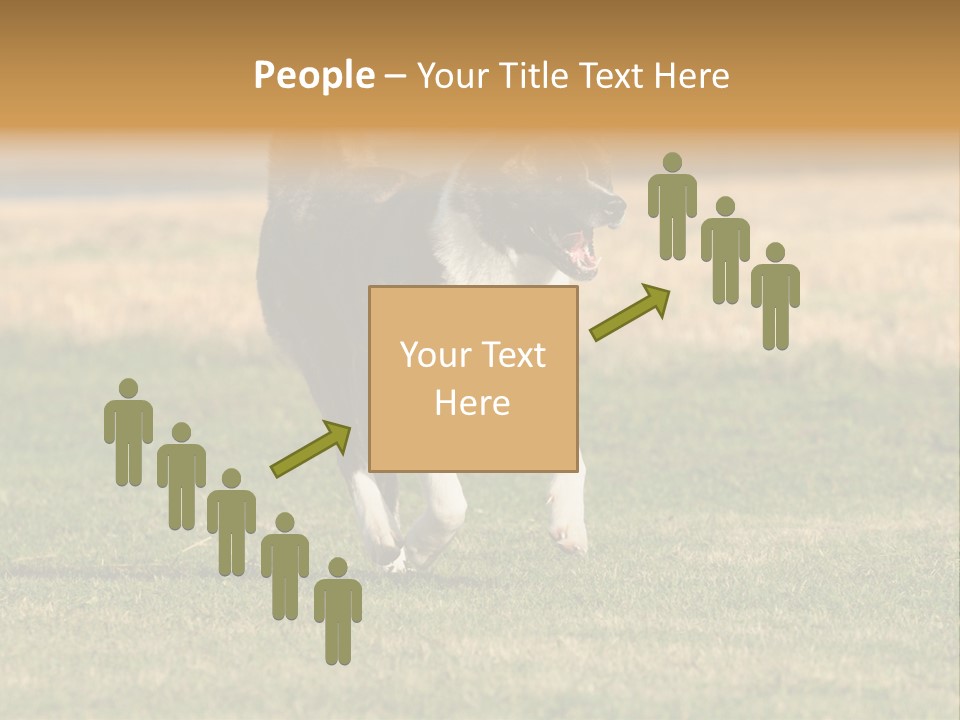 A Black And White Dog Running Across A Field PowerPoint Template