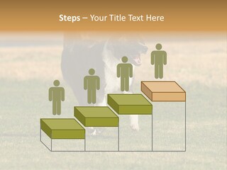 A Black And White Dog Running Across A Field PowerPoint Template