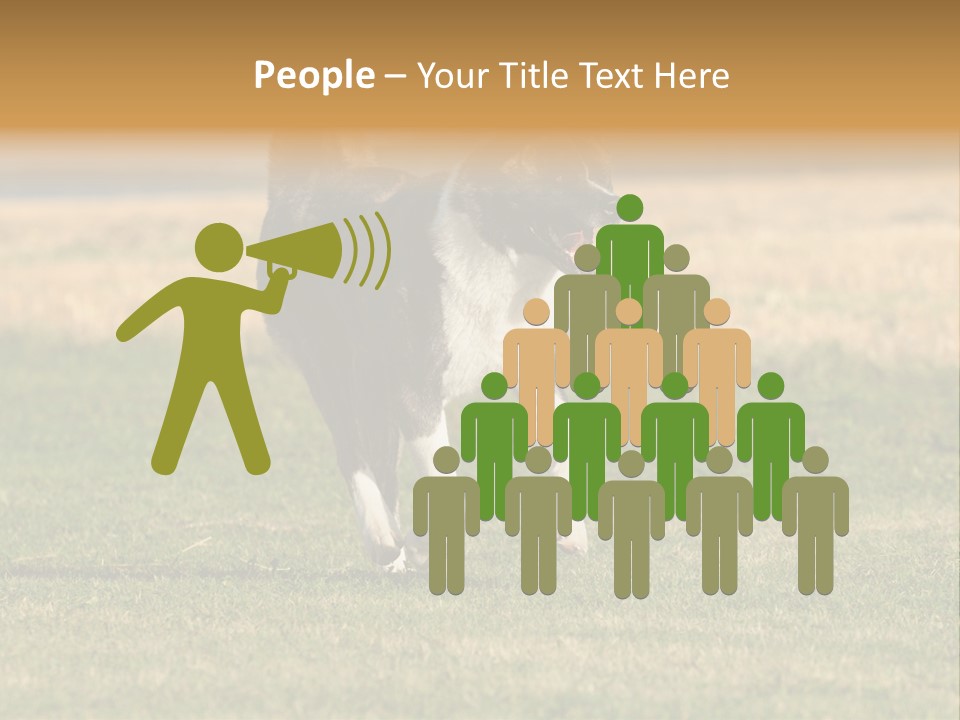 A Black And White Dog Running Across A Field PowerPoint Template