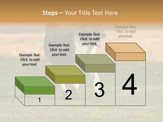 A Black And White Dog Running Across A Field PowerPoint Template