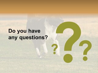 A Black And White Dog Running Across A Field PowerPoint Template