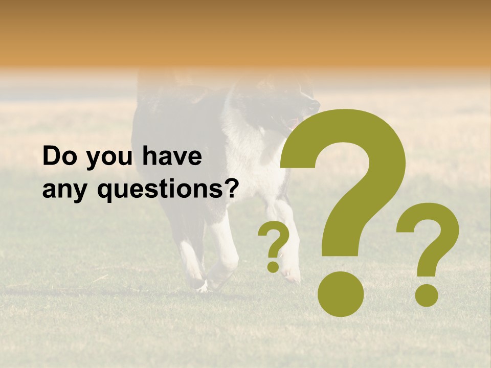 A Black And White Dog Running Across A Field PowerPoint Template