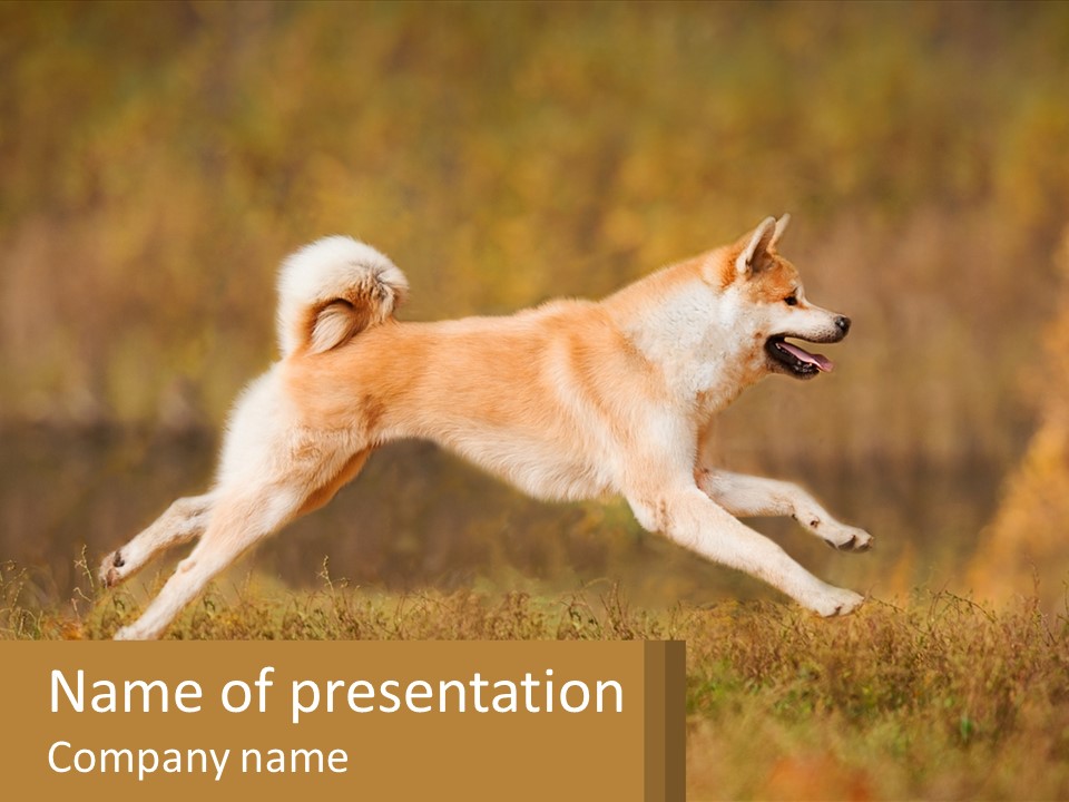 A Brown And White Dog Jumping In The Air PowerPoint Template