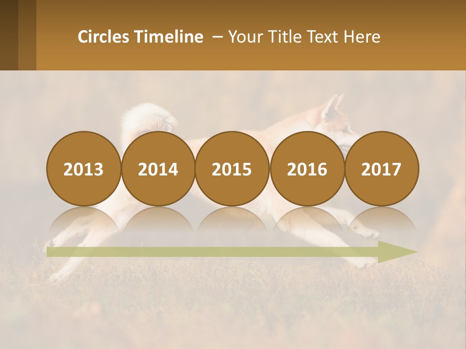 A Brown And White Dog Jumping In The Air PowerPoint Template