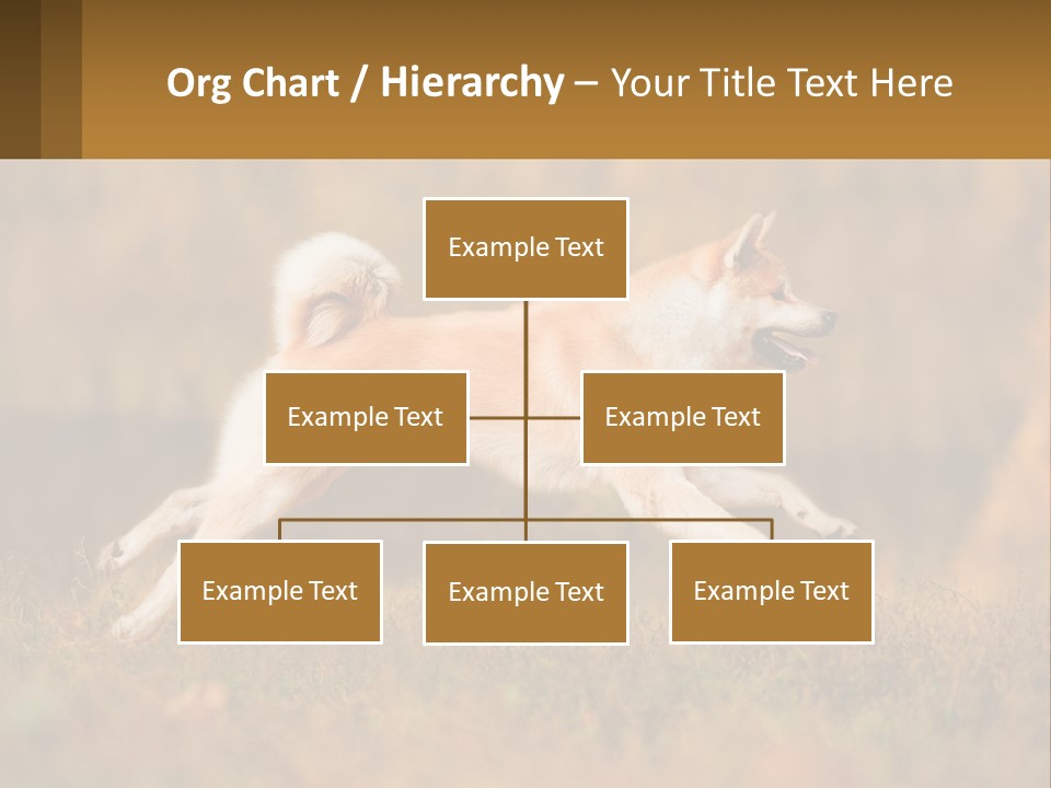 A Brown And White Dog Jumping In The Air PowerPoint Template