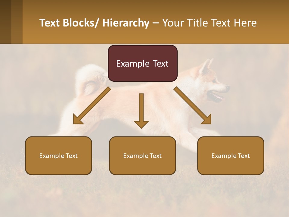 A Brown And White Dog Jumping In The Air PowerPoint Template