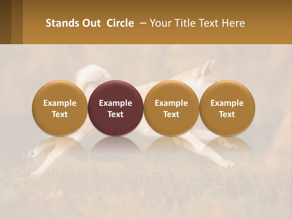 A Brown And White Dog Jumping In The Air PowerPoint Template