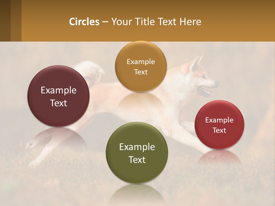 A Brown And White Dog Jumping In The Air PowerPoint Template