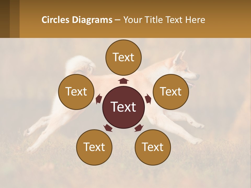 A Brown And White Dog Jumping In The Air PowerPoint Template