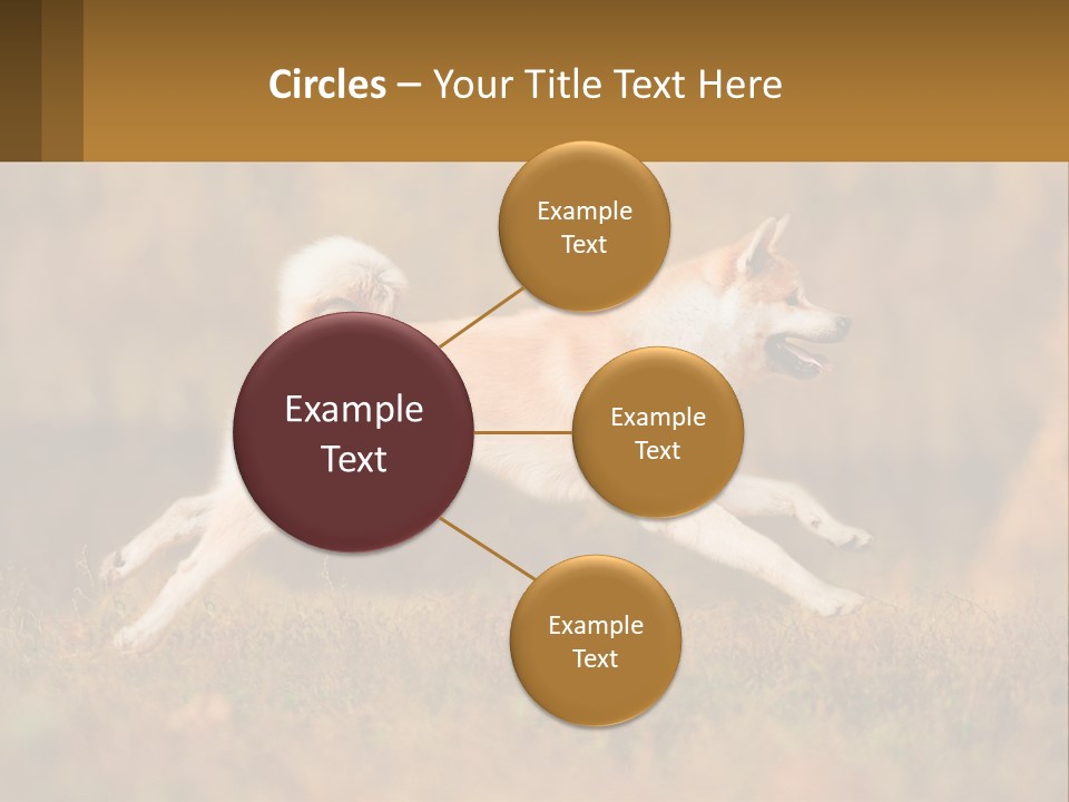 A Brown And White Dog Jumping In The Air PowerPoint Template