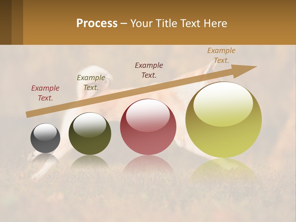 A Brown And White Dog Jumping In The Air PowerPoint Template