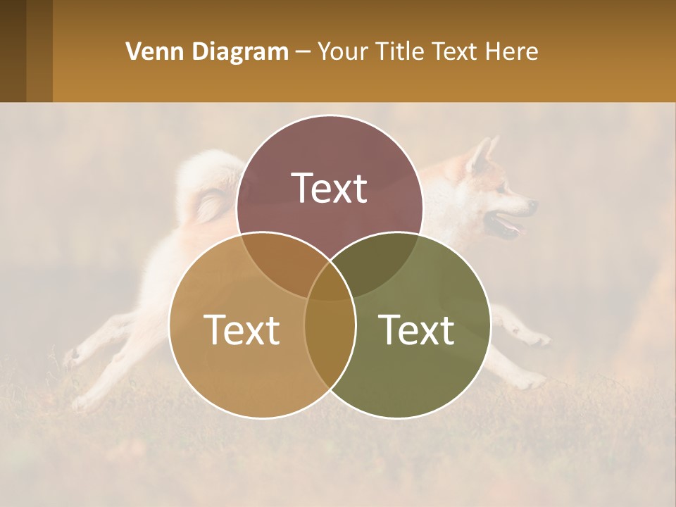 A Brown And White Dog Jumping In The Air PowerPoint Template