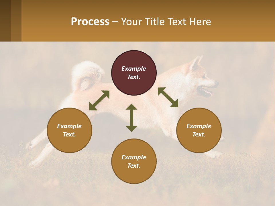 A Brown And White Dog Jumping In The Air PowerPoint Template