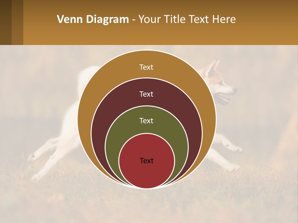 A Brown And White Dog Jumping In The Air PowerPoint Template