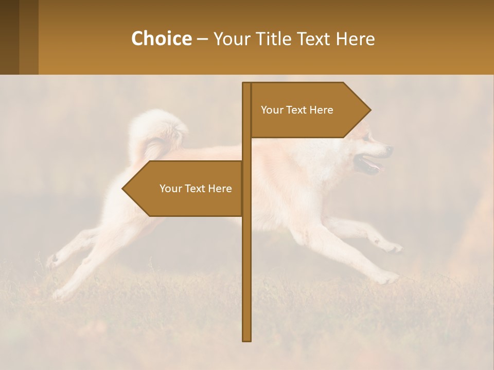 A Brown And White Dog Jumping In The Air PowerPoint Template