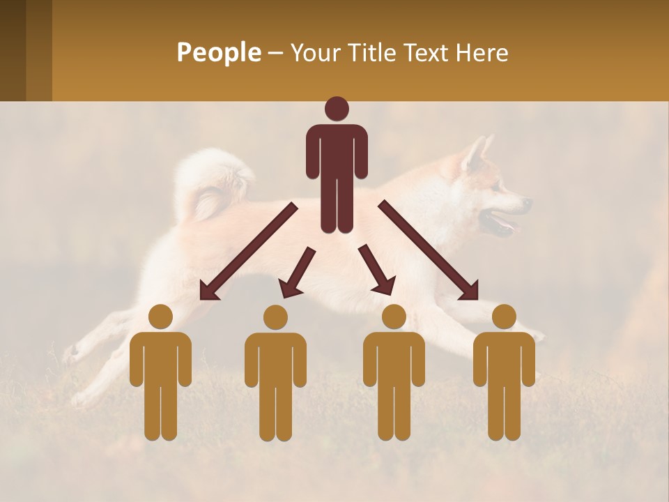 A Brown And White Dog Jumping In The Air PowerPoint Template