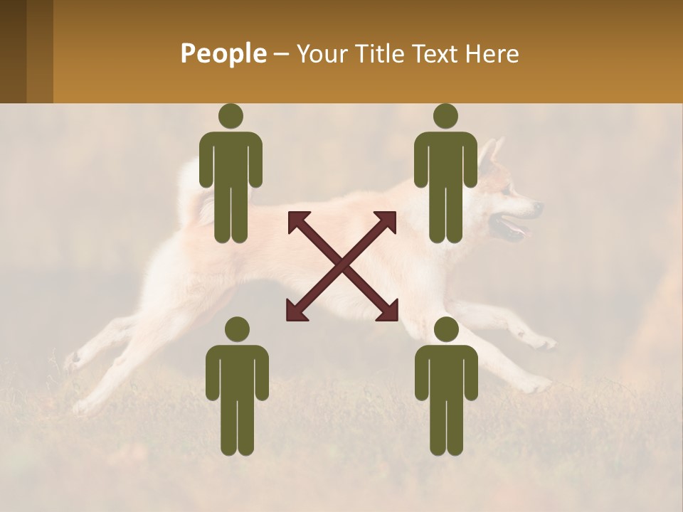 A Brown And White Dog Jumping In The Air PowerPoint Template