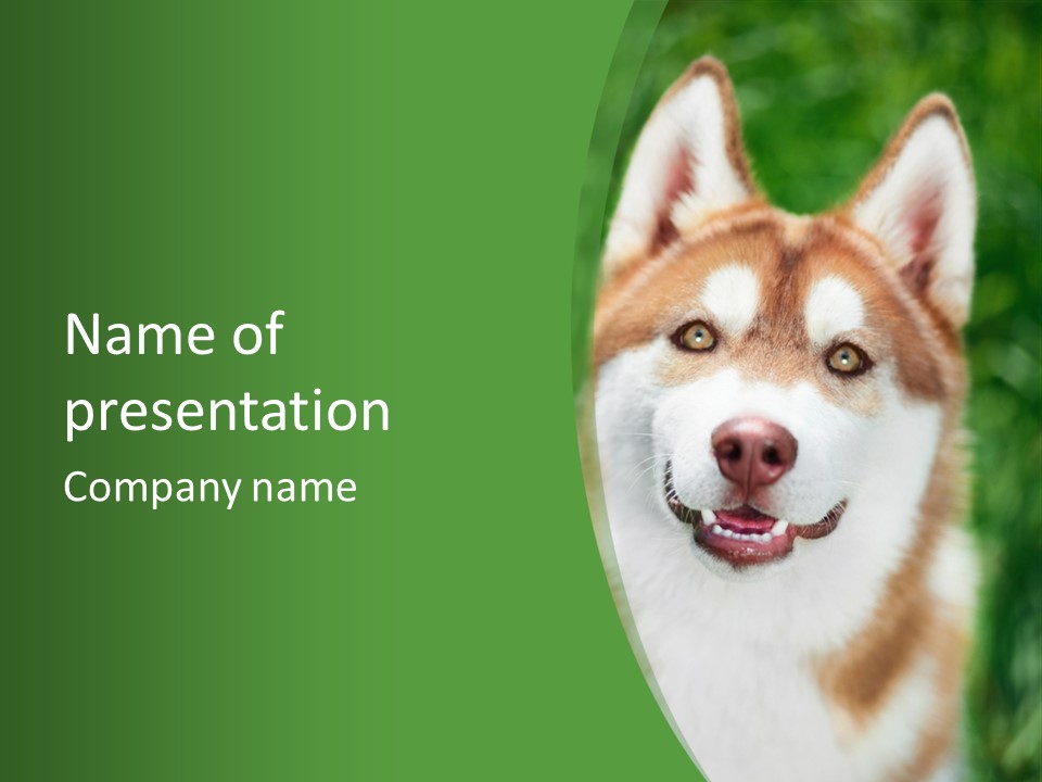 A Brown And White Dog With A Green Background PowerPoint Template