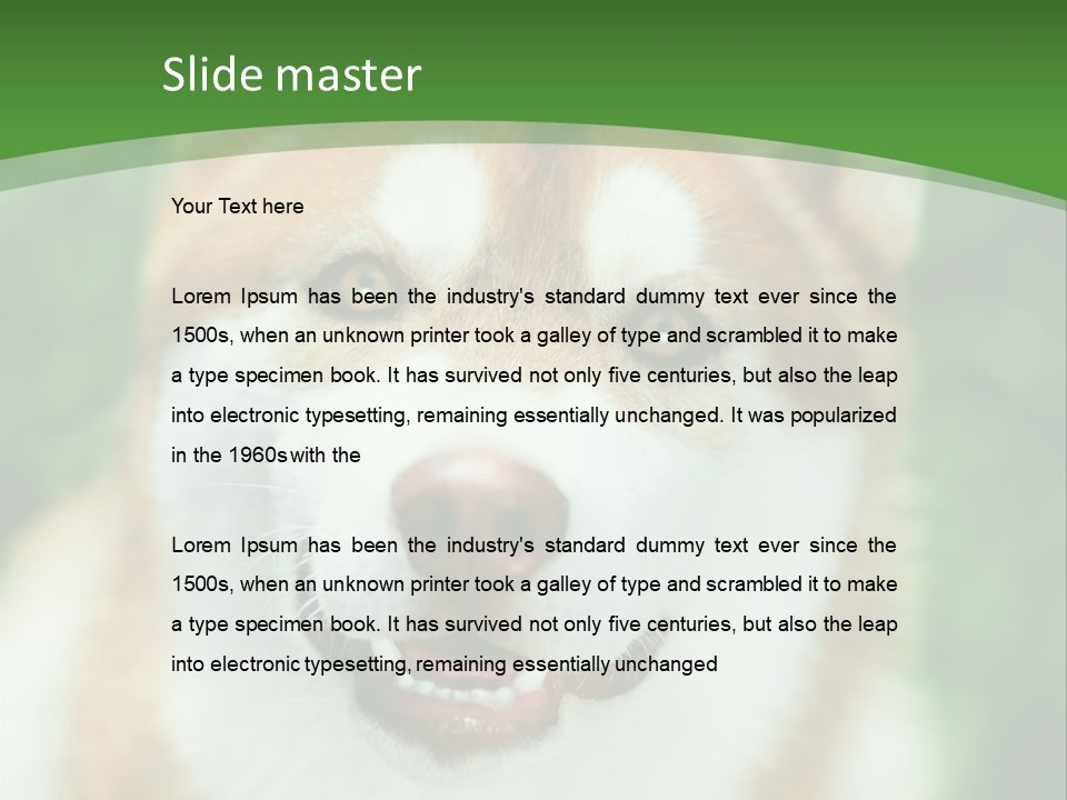 A Brown And White Dog With A Green Background PowerPoint Template