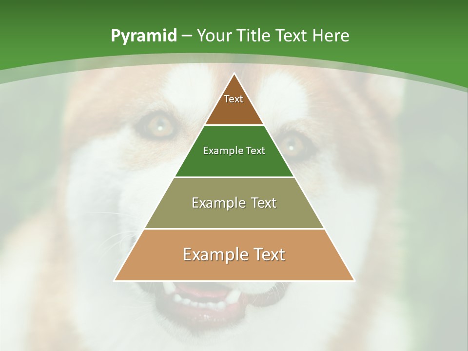 A Brown And White Dog With A Green Background PowerPoint Template